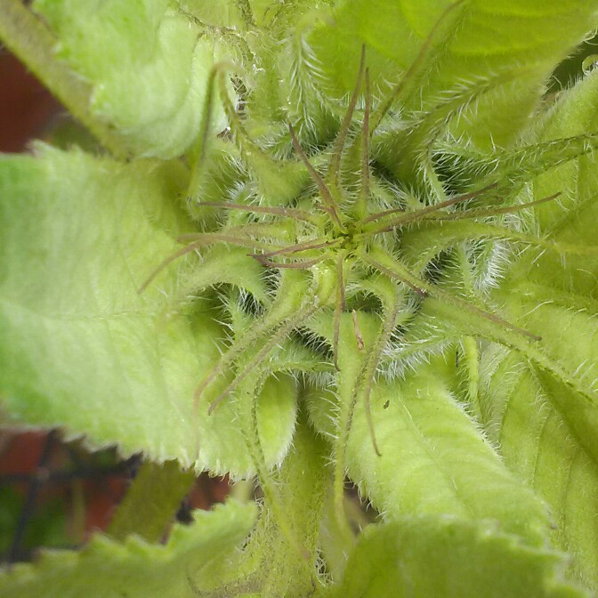 plant image 143913 plant image 143913