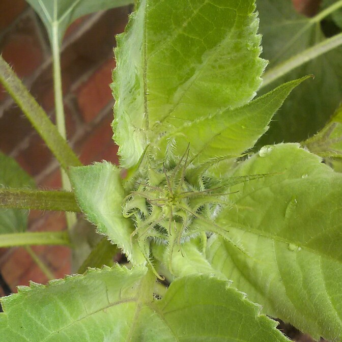 plant image 143917 plant image 143917