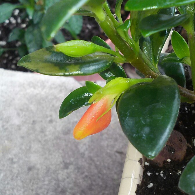 plant image 143969 plant image 143969