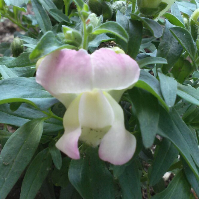 plant image 146462 plant image 146462