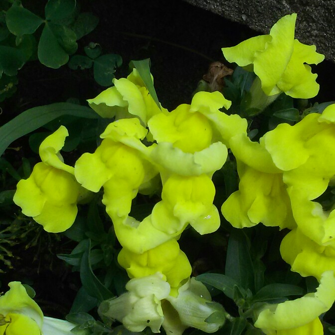 plant image 146464 plant image 146464