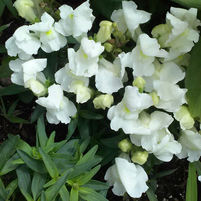 plant image 146467 plant image 146467