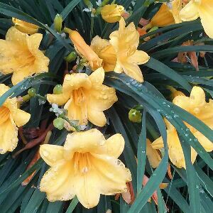 Hemerocallis