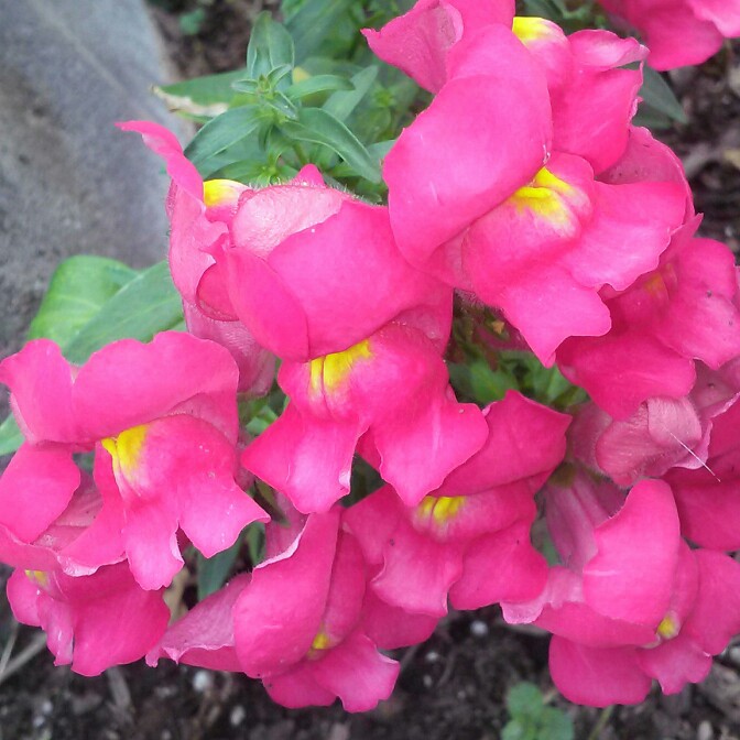 plant image 146935 plant image 146935