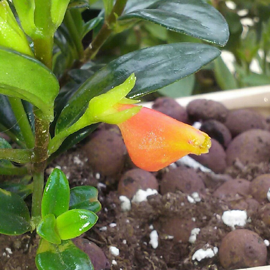 plant image 146965 plant image 146965