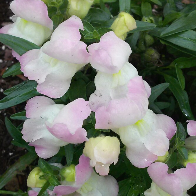plant image 152349 plant image 152349