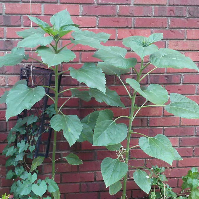 plant image 152455 plant image 152455