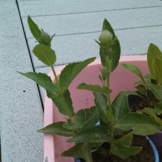 plant image 152853 plant image 152853