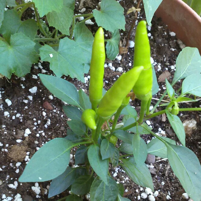 plant image 154079 plant image 154079