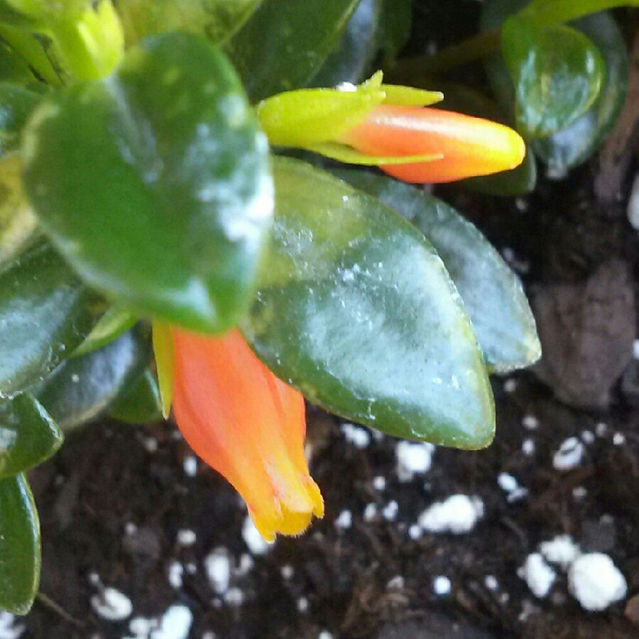 plant image 157811 plant image 157811