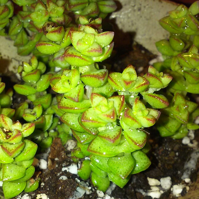 plant image 158953 plant image 158953