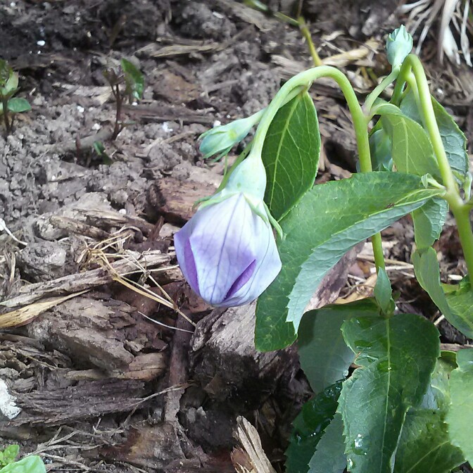 plant image 161259 plant image 161259