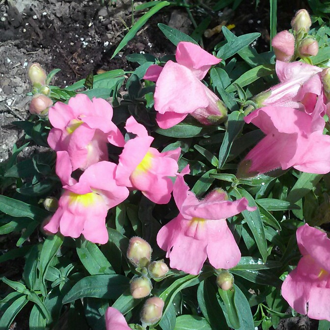 plant image 161766 plant image 161766