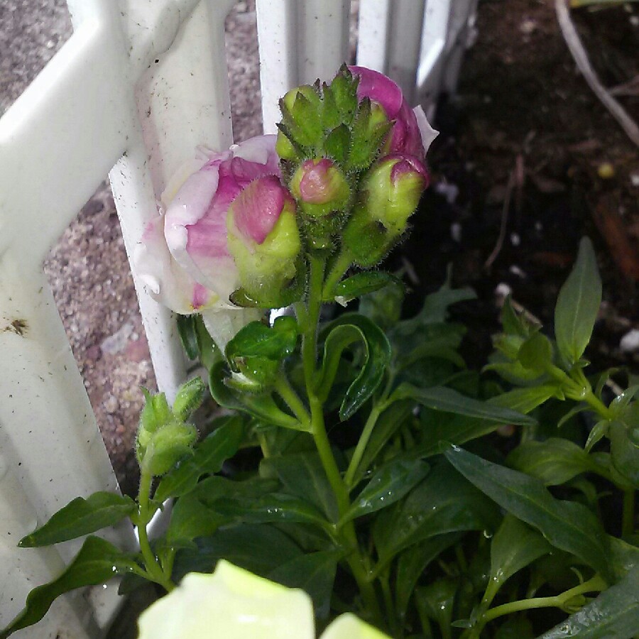 plant image 162452 plant image 162452