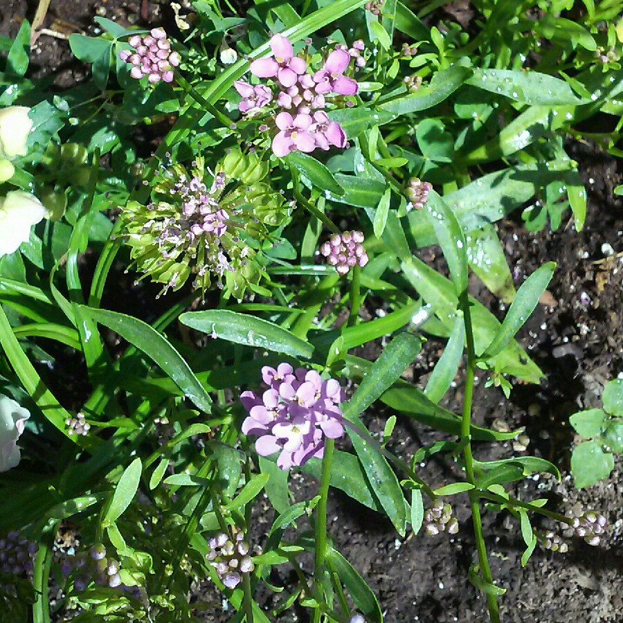 plant image 162467 plant image 162467