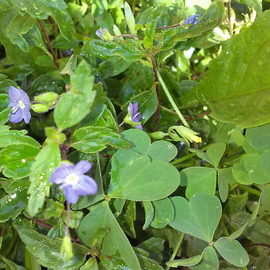 plant image 163149 plant image 163149