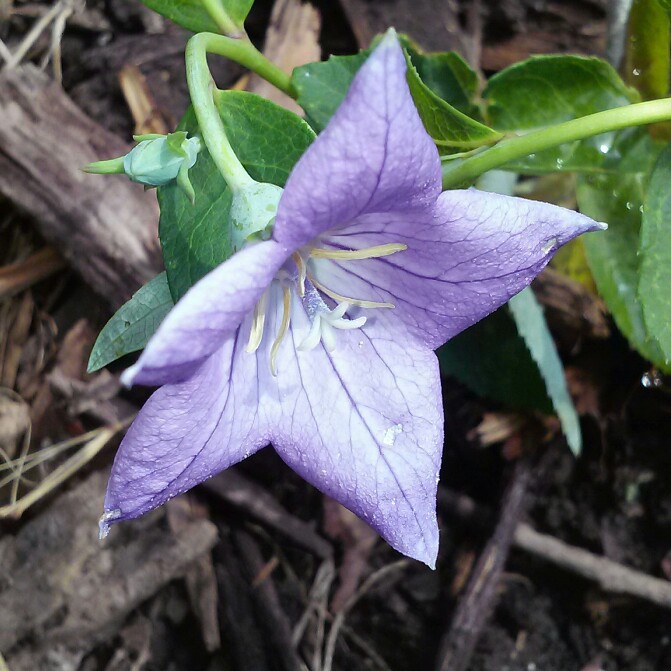 plant image 163157 plant image 163157