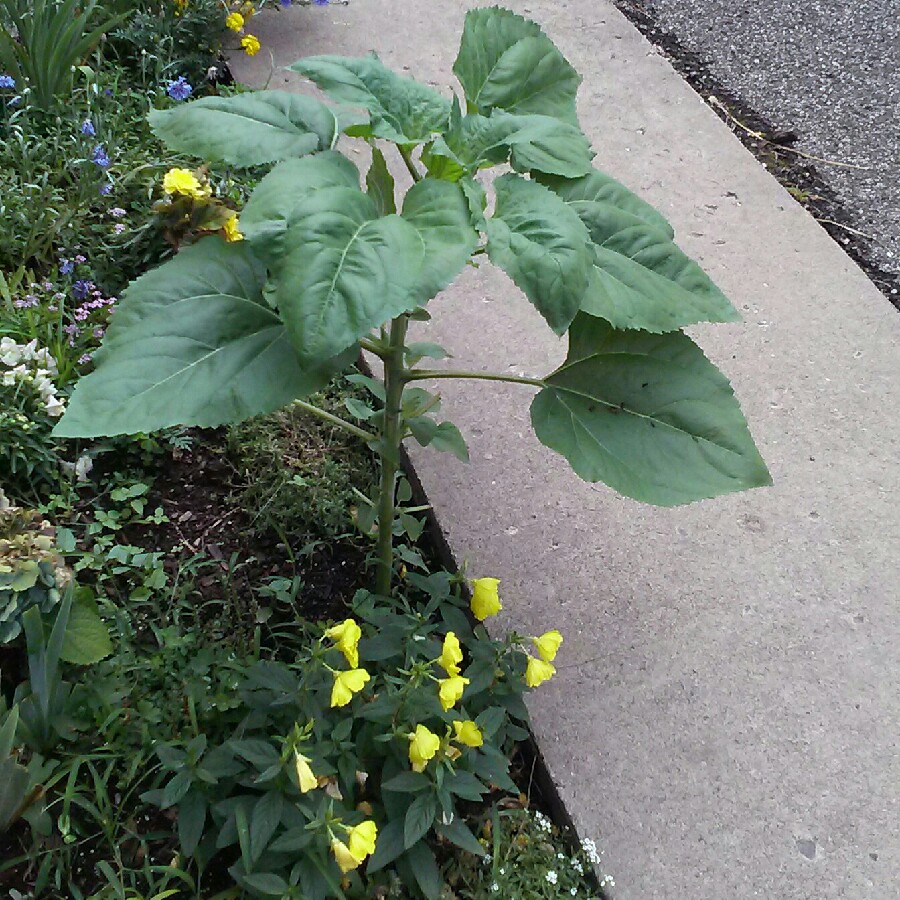 plant image 164435 plant image 164435