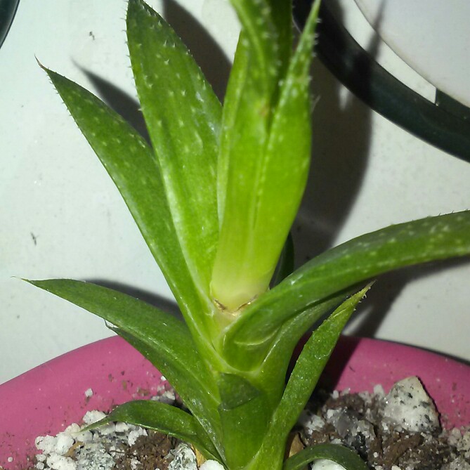 plant image 164444 plant image 164444