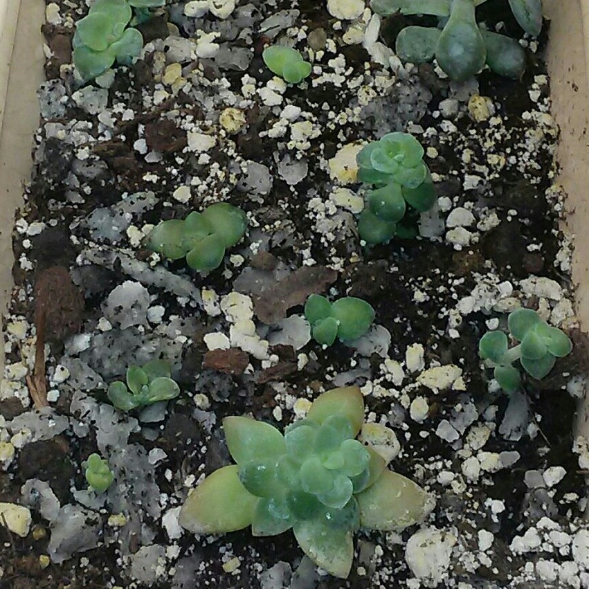 Sedum Adolphi