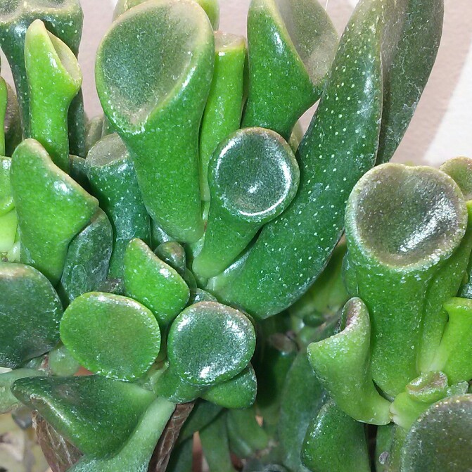 Crassula ovata 'Gollum'