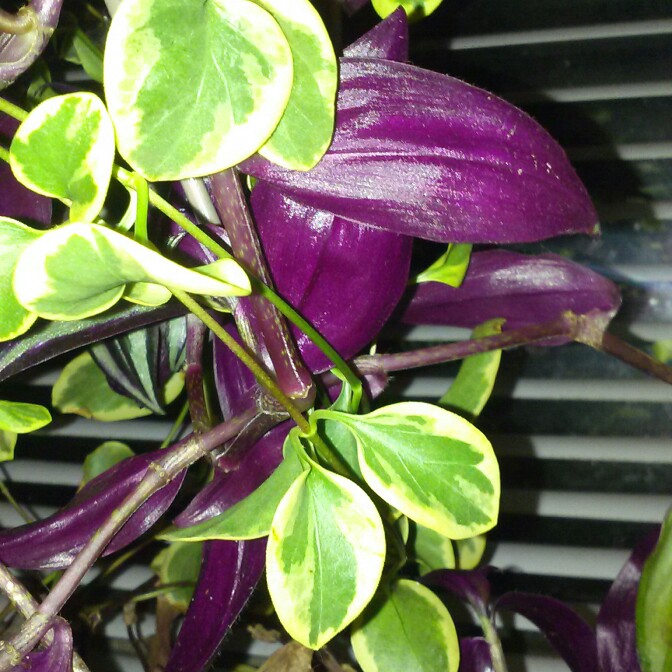 plant image 166303 plant image 166303