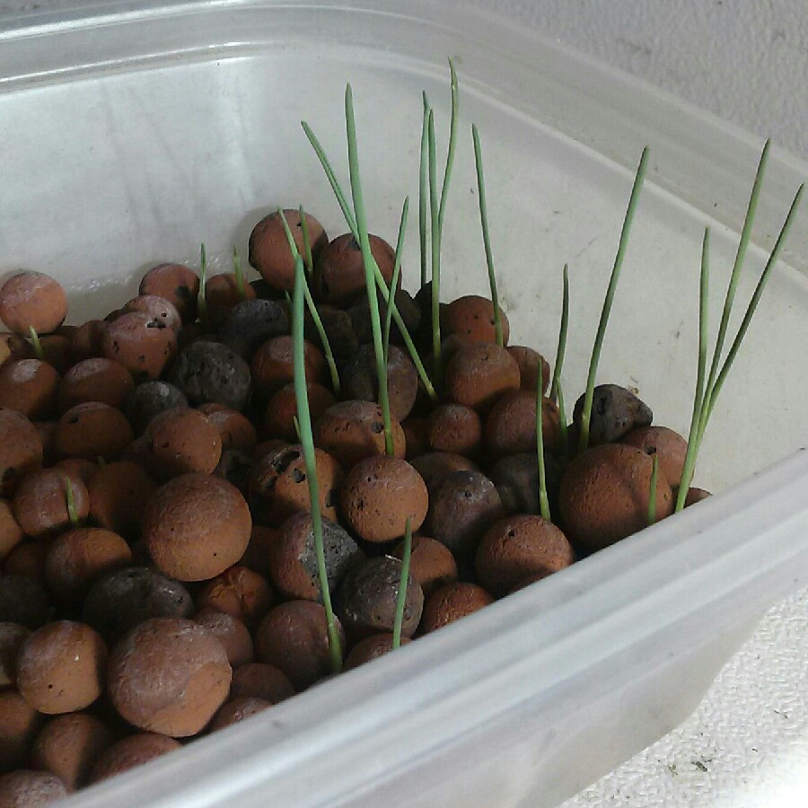 plant image 166584 plant image 166584