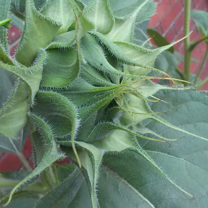 plant image 166935 plant image 166935