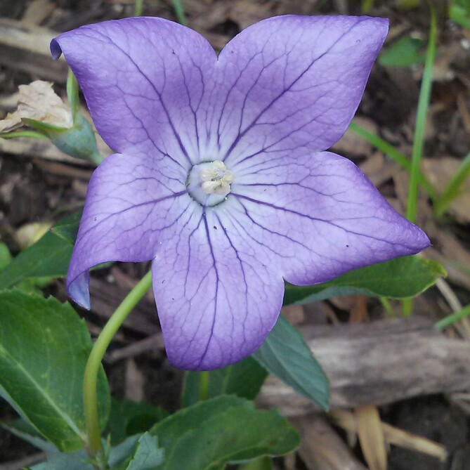 Platycodon grandiflorus  syn. Campanula grandiflora