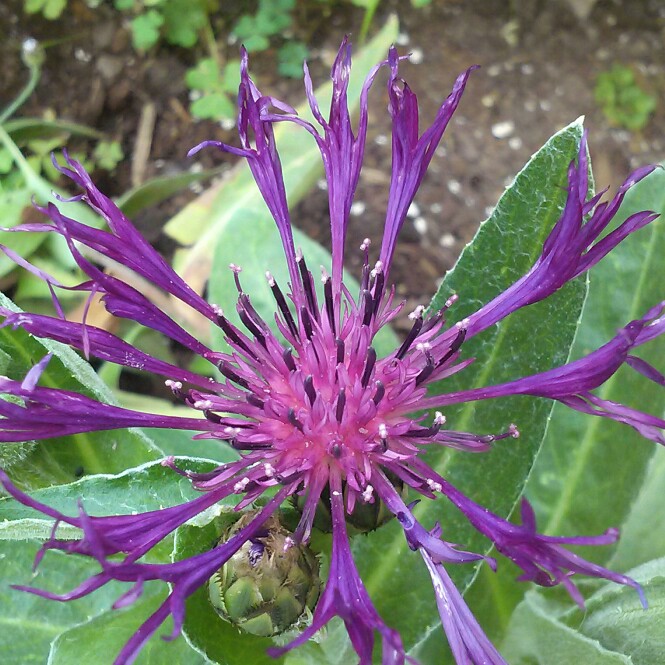 plant image 167830 plant image 167830