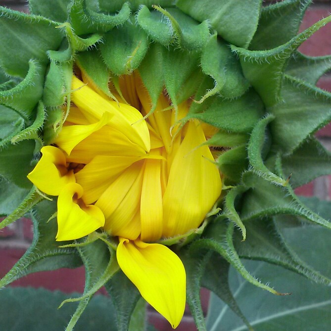 plant image 167836 plant image 167836