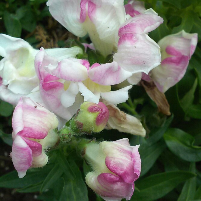 plant image 172130 plant image 172130