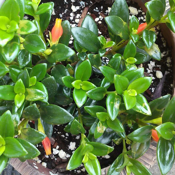 plant image 173129 plant image 173129