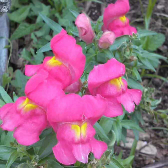plant image 179957 plant image 179957