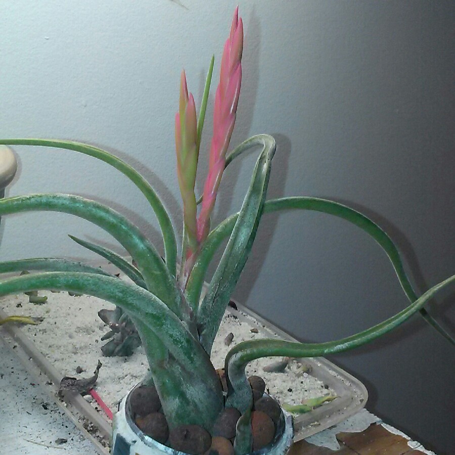 plant image 188286 plant image 188286
