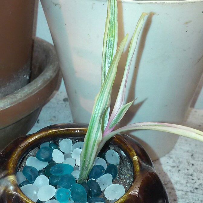 plant image 188287