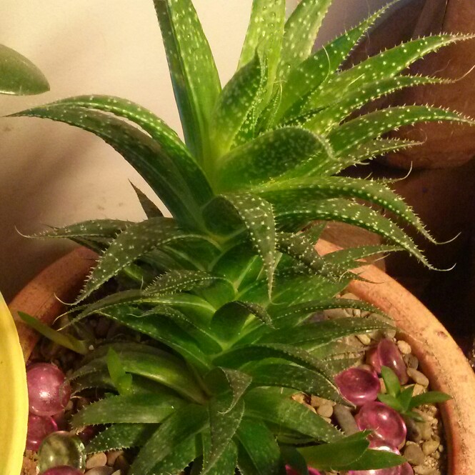 plant image 188288 plant image 188288