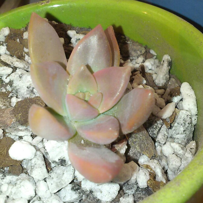 plant image 191026
