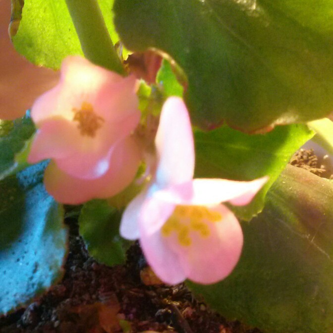 plant image 191729
