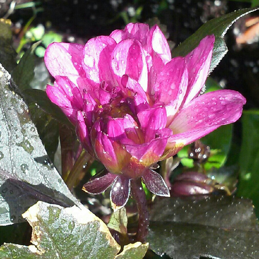 plant image 193521 plant image 193521