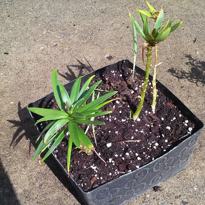 plant image 194497 plant image 194497