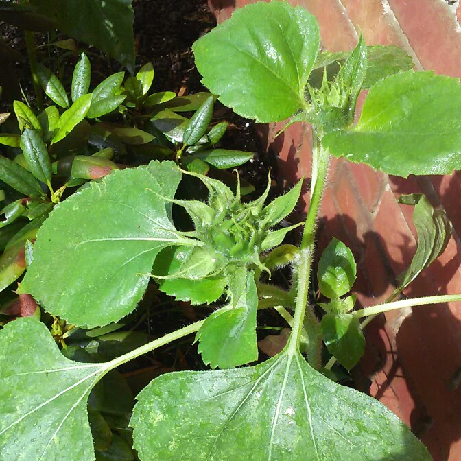 plant image 196998 plant image 196998