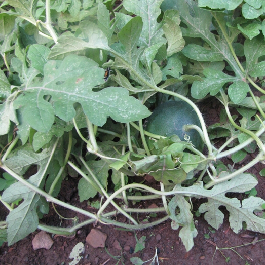 plant image 199749
