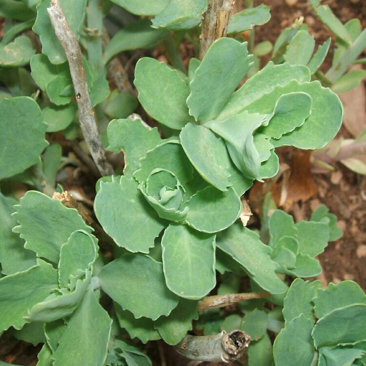 plant image 200251