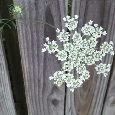 Ammi visnaga