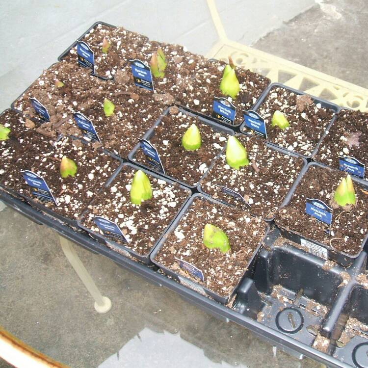 plant image 203272 plant image 203272
