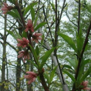 Prunus persica