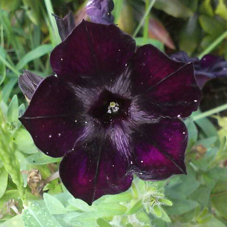 Petunia 'Sweetunia Black Satin', Petunia 'Black Satin' - uploaded by ...