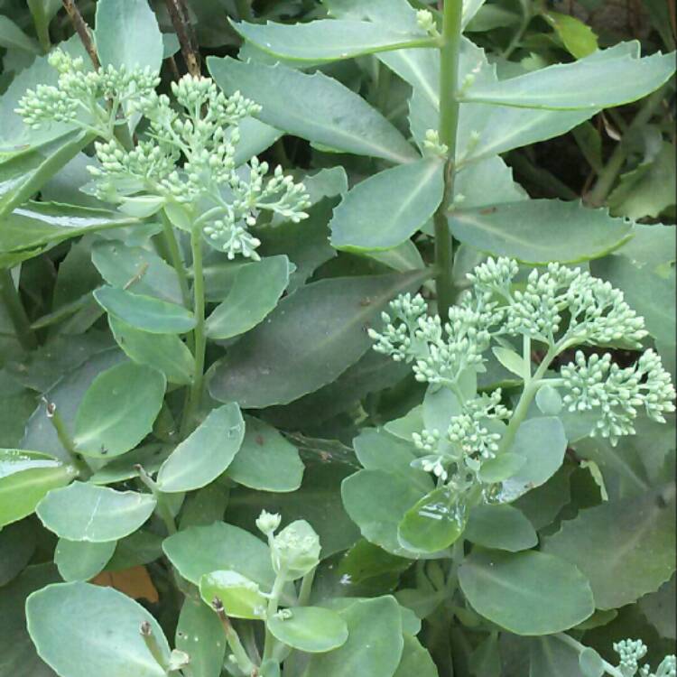 plant image 212192