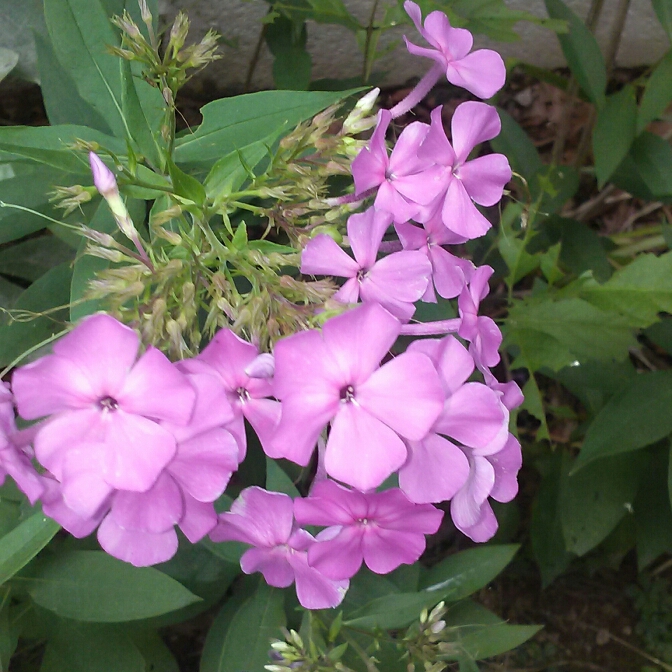 plant image 212334 plant image 212334